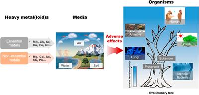 Biological Toxicity of Heavy Metal(loid)s in Natural Environments: From Microbes to Humans